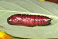 Acherontia atropos